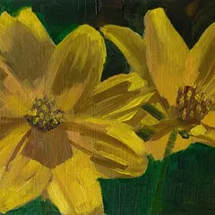Tickseed Sunflower