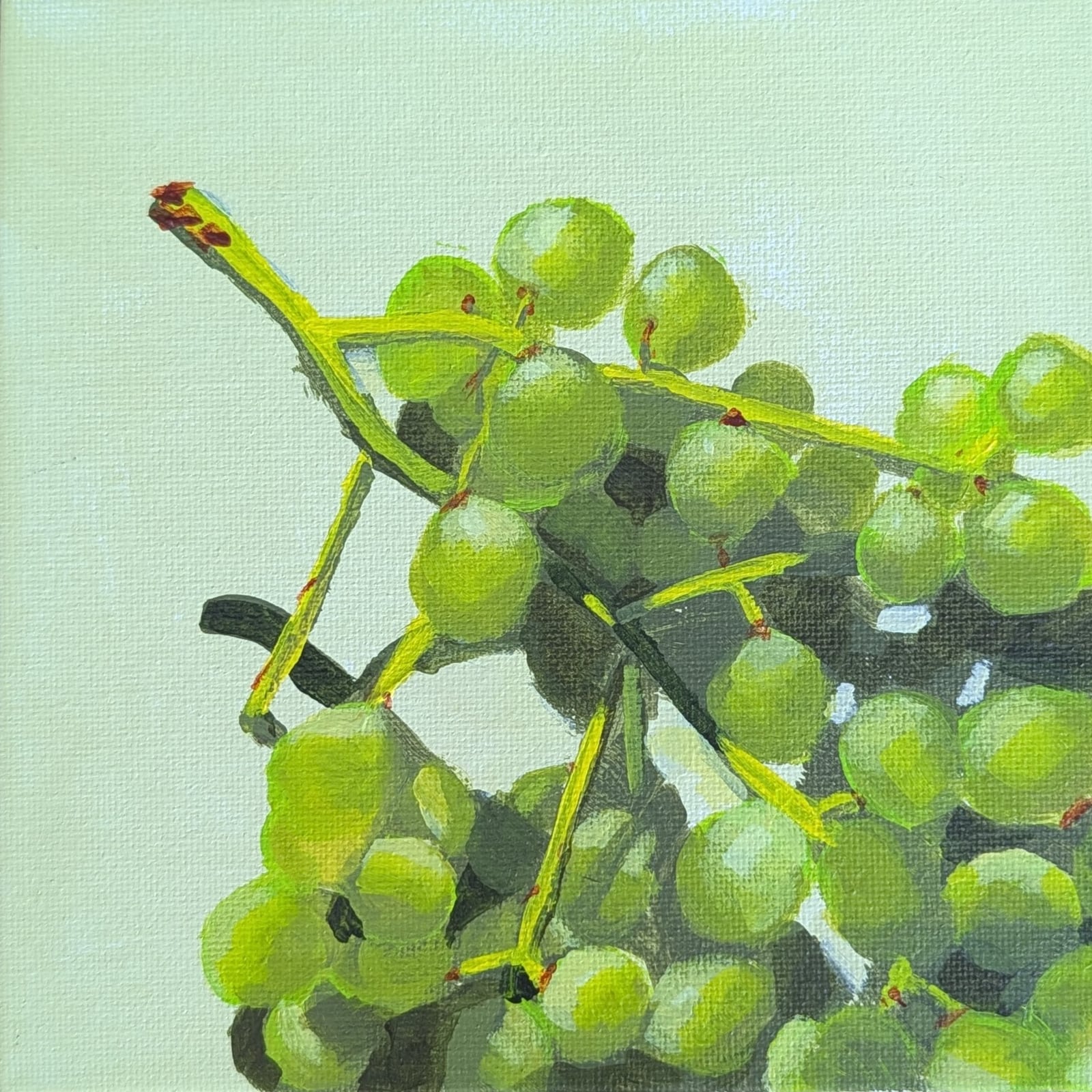 A bunch of green grapes on their stems against a pale green background